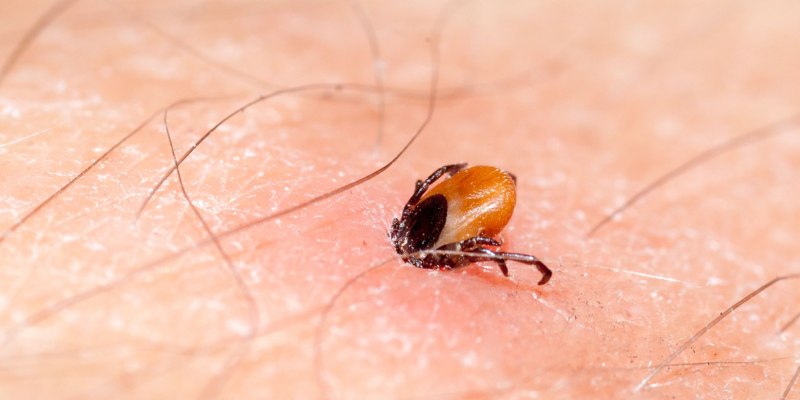 Собачий клещ Rhipicephalus sanguineus