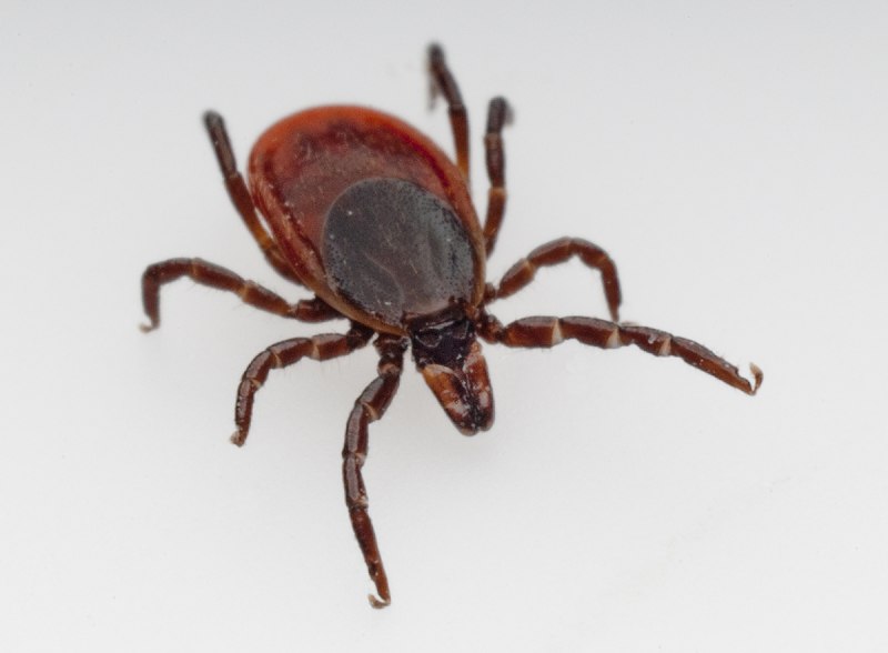 Клещ Amblyomma americanum