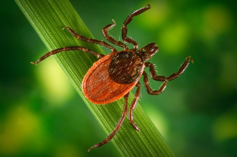 Клещи Rhipicephalus turanicus
