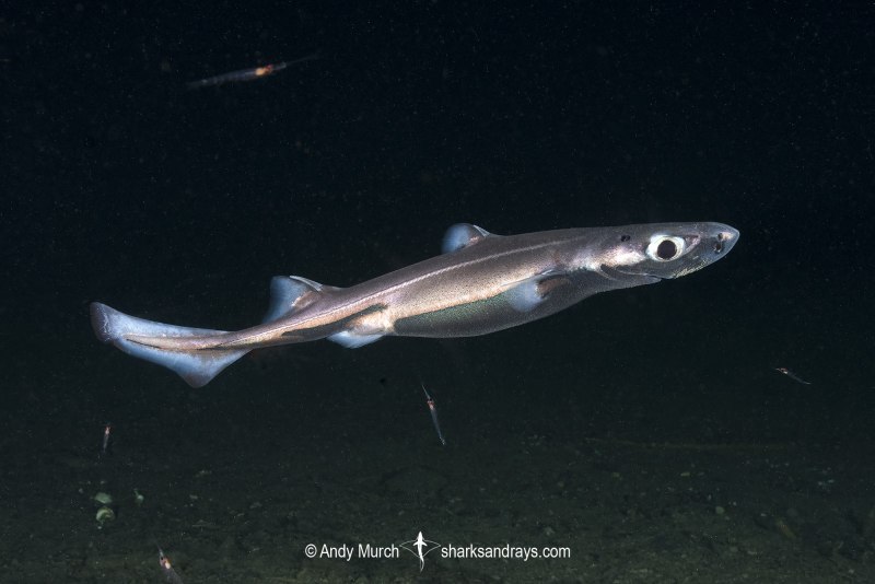 Etmopterus perryi