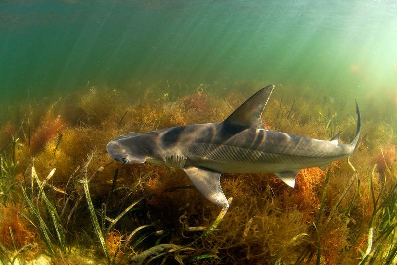 Etmopterus perryi