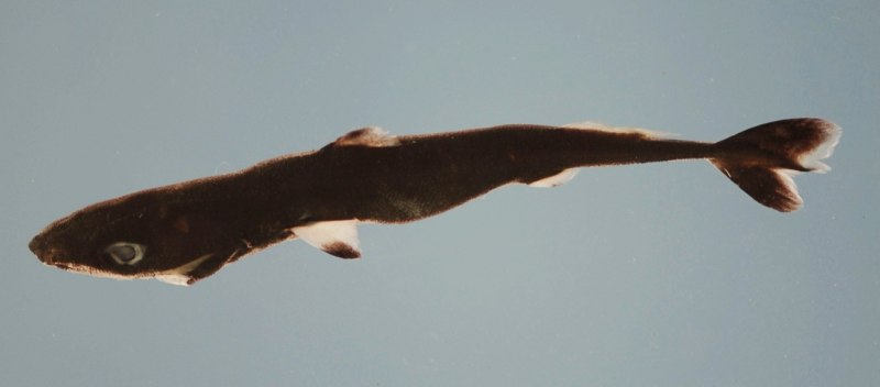 Carcharhinus Obscurus