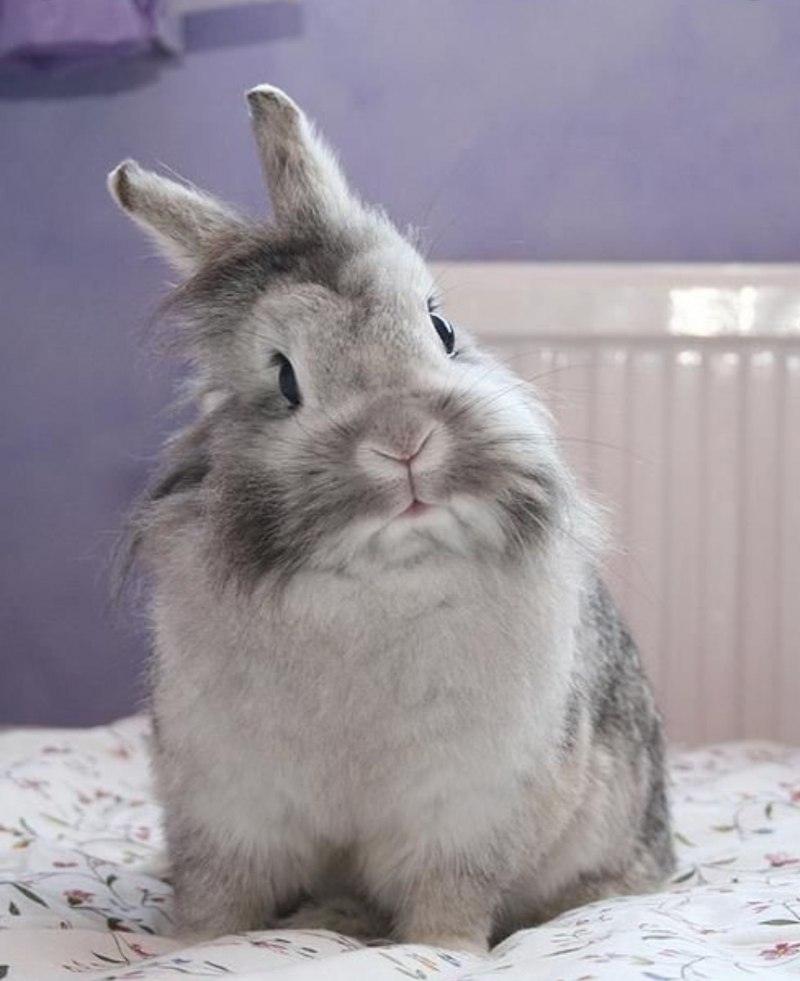 Кролик Лев белый