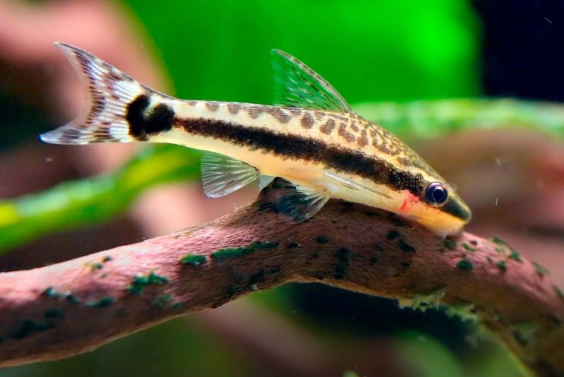 Mayan Cichlid