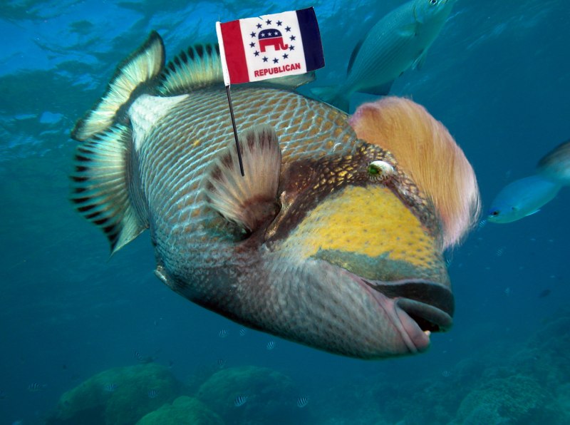 Titan Triggerfish