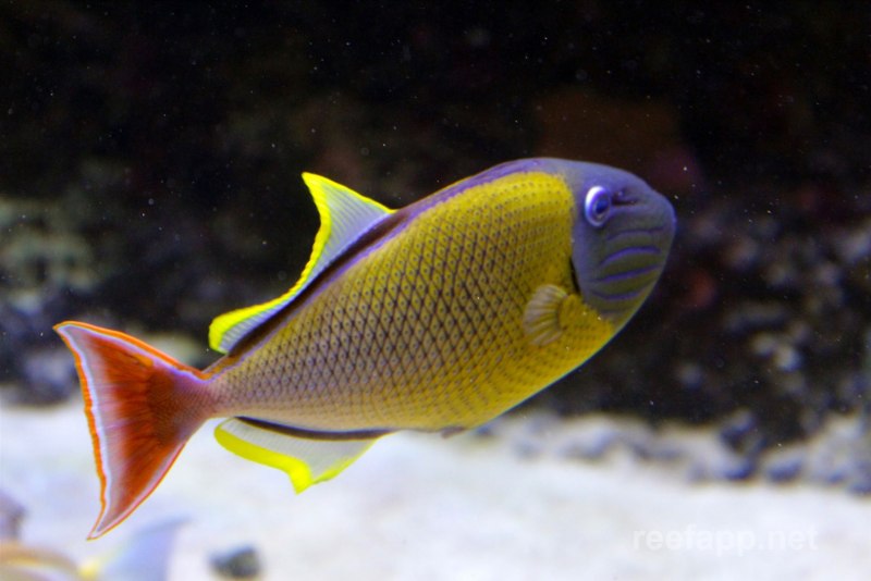 Triggerfish Attack