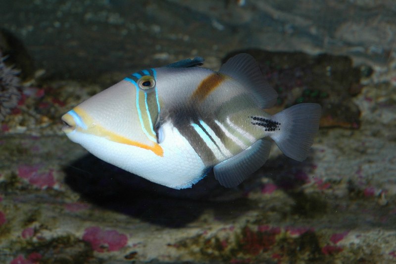 Titan Triggerfish