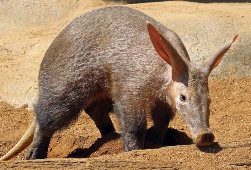 Африканский трубкозуб Orycteropus afer