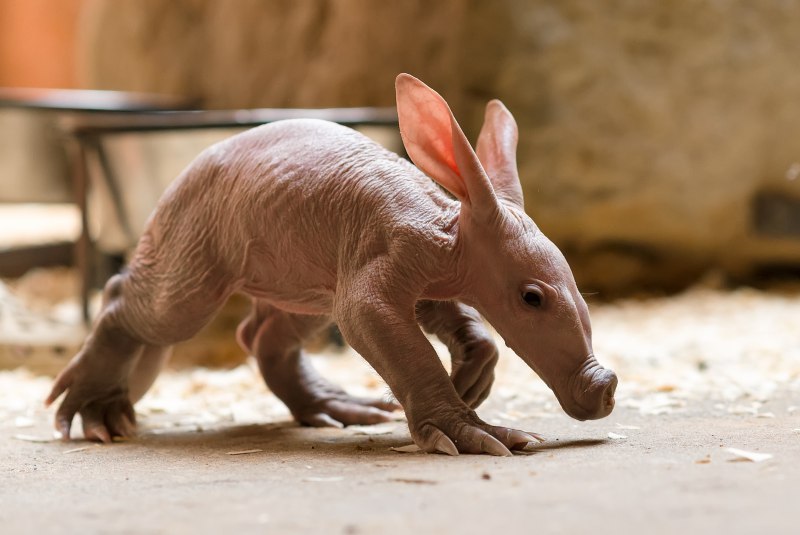 Африканский трубкозуб Orycteropus afer