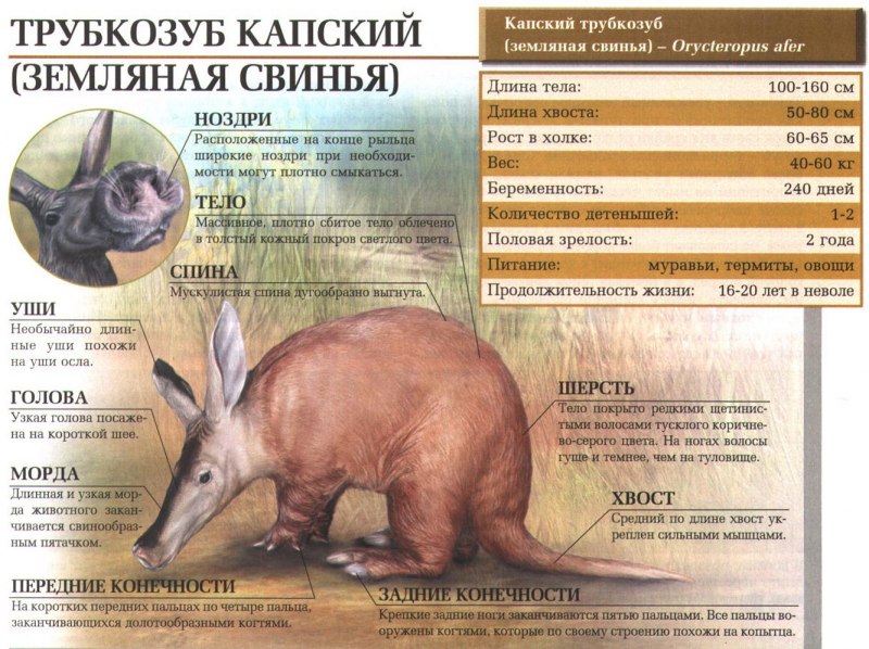 Морда трубкозуба