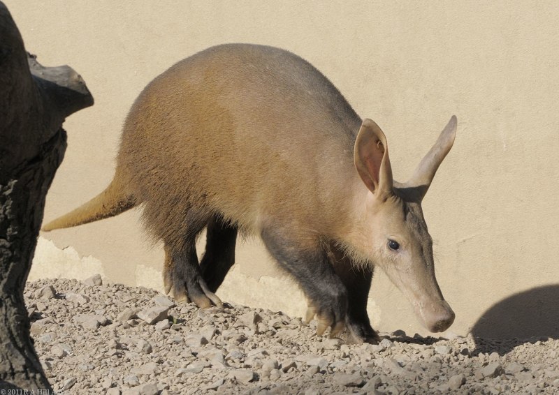 Африканский трубкозуб Orycteropus afer
