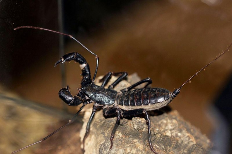Thelyphonus pumhomii