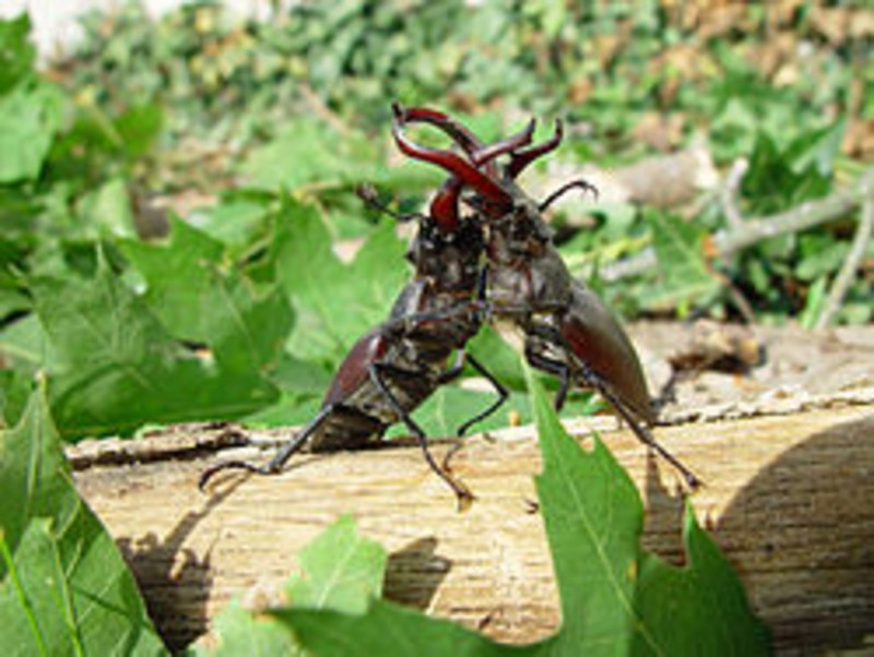 Насекомых (Hexapoda).