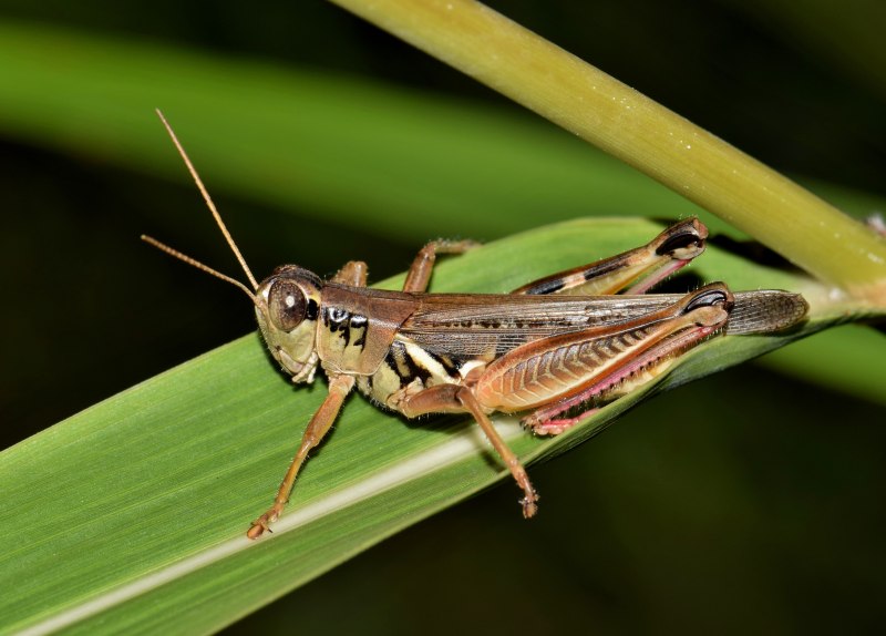 Tropidacris collaris