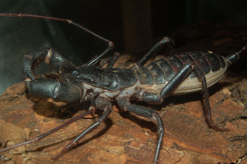 Thelyphonus pumhomii