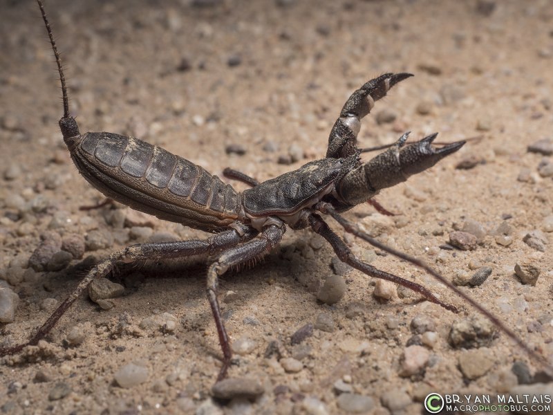 Mastigoproctus giganteus
