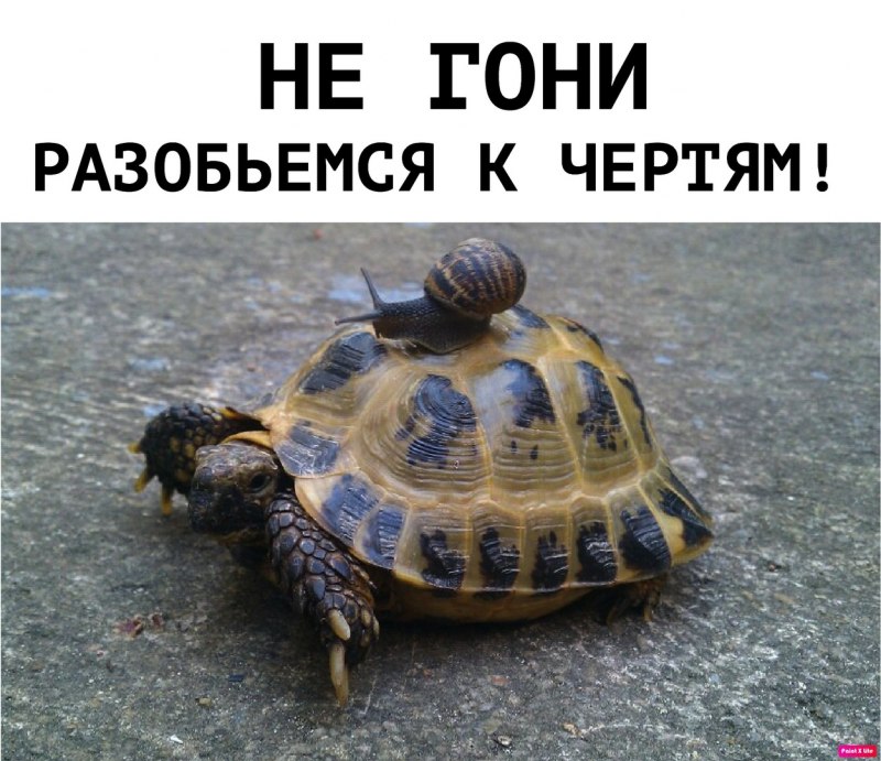 Черепашка и улитка