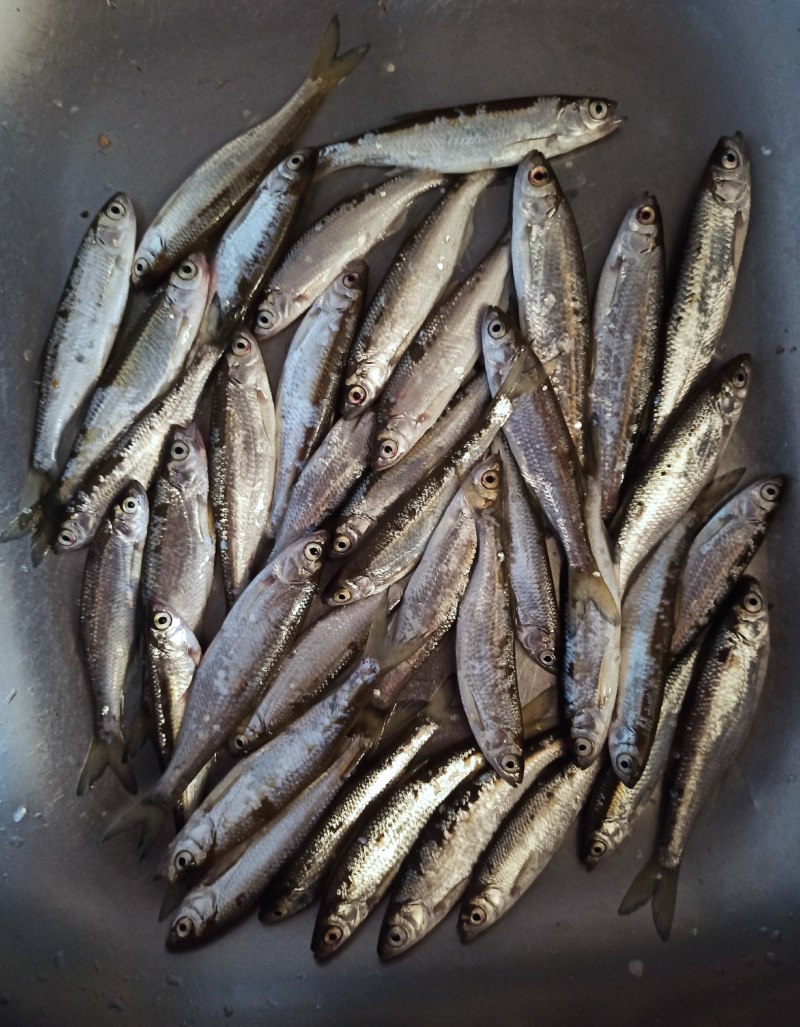Скумбриевидный гидролик (Payara)