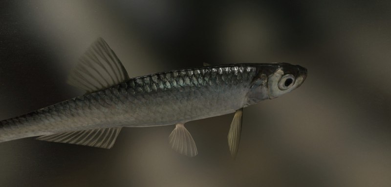 Окунь perca fluviatilis