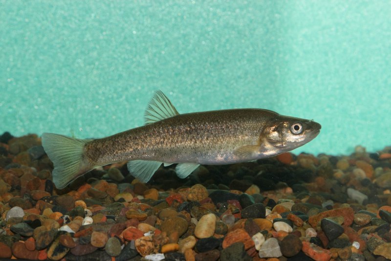 Речной гольян (Phoxinus Phoxinus)