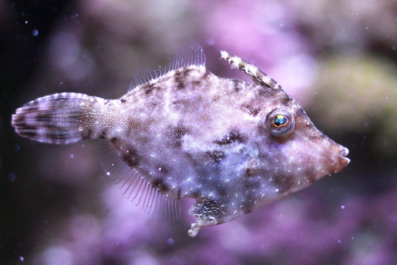 Горбуша Oncorhynchus gorbuscha (Walbaum)