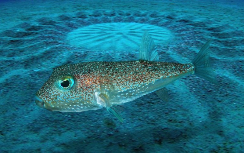 Caranx melampygus
