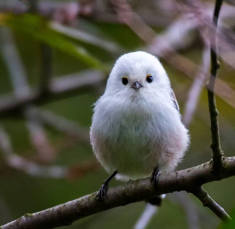 Aegithalos caudatus