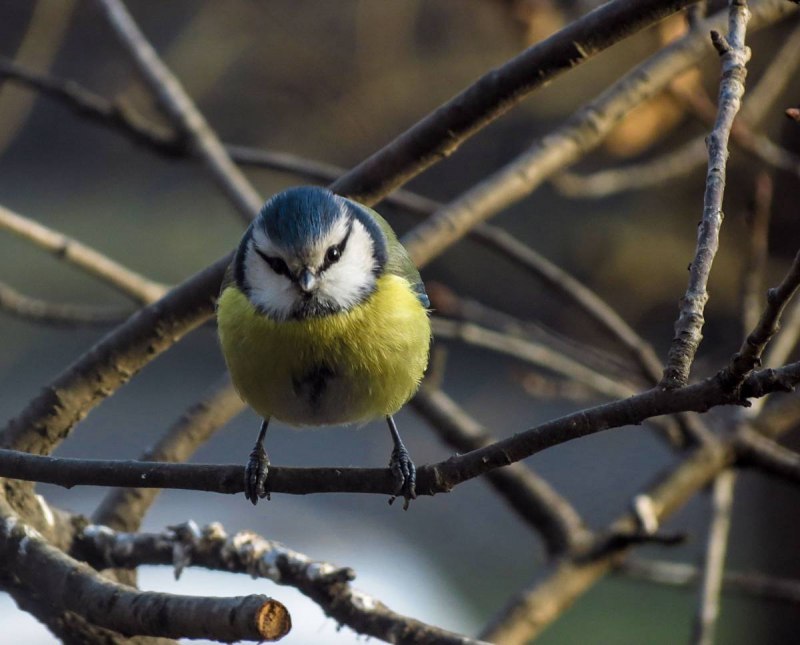 Tufted Titmouse птица