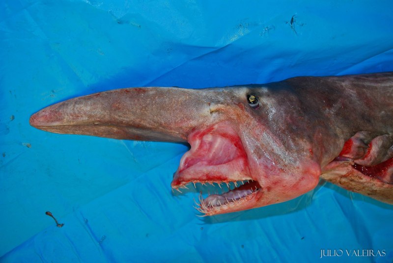 Скапаноринховая акула (69 фото)
