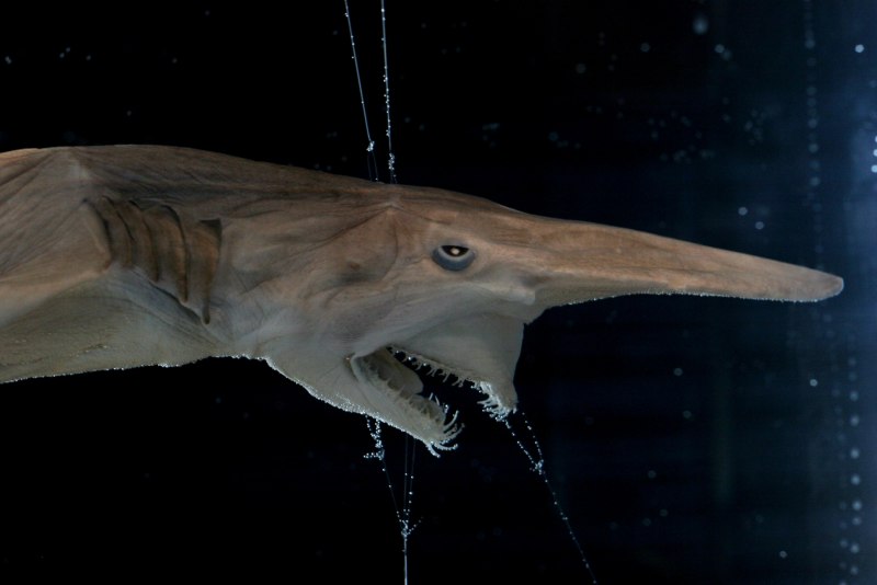 Scapanorhynchus owstoni