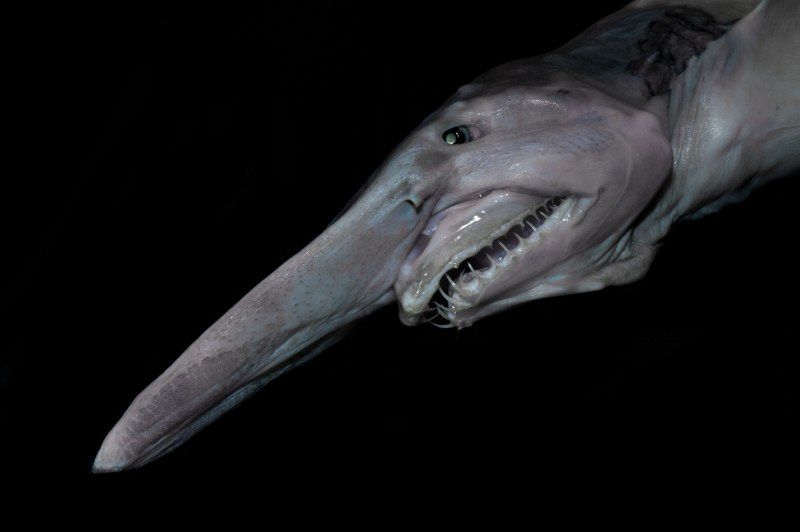 Giant Deep Sea creatures