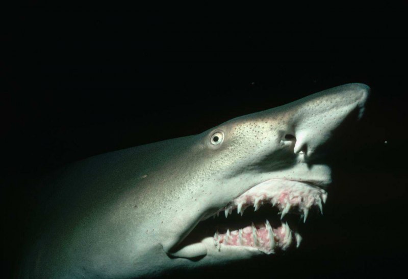 Гигантская акула Cetorhinus Maximus