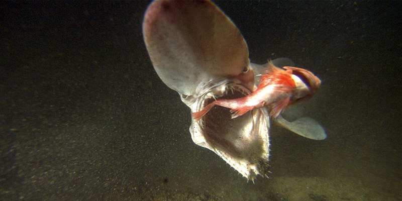 Depth акула геликоприон