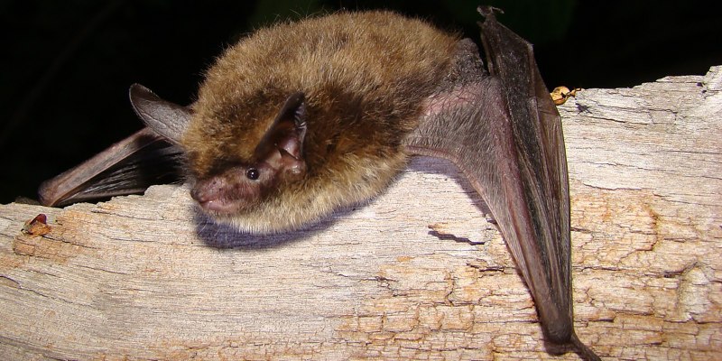 Трехцветная ночница Myotis emarginatus