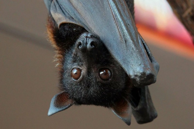 Ночница Брандта (Myotis brandtii (Eversmann, 1845))