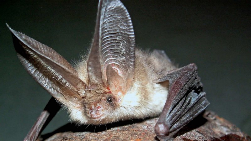 Усатая ночница Myotis mystacinus