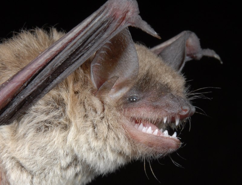 Остроухая ночница Myotis blythii