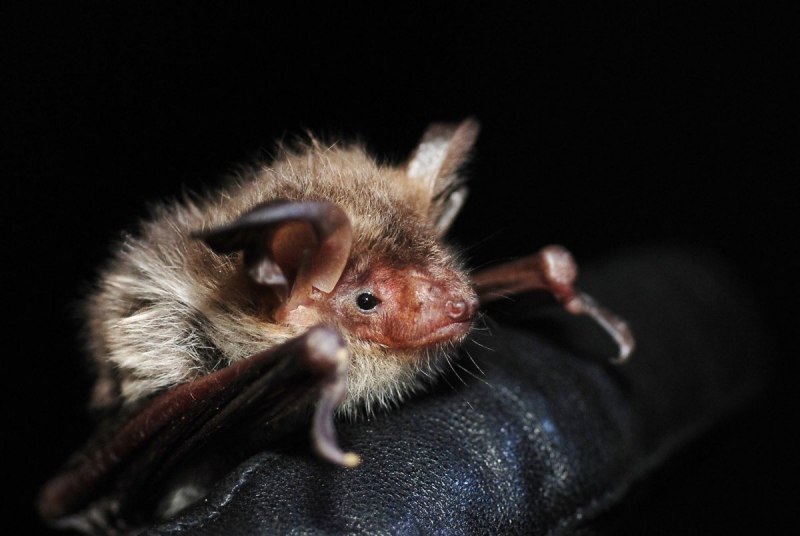 Ночница Брандта (Myotis brandtii (Eversmann, 1845))