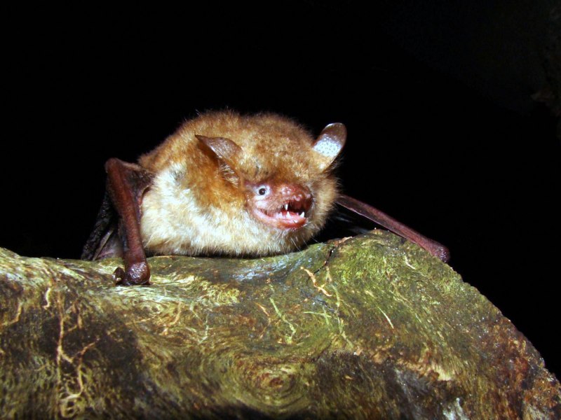 Ночница Брандта (Myotis brandtii (Eversmann, 1845))