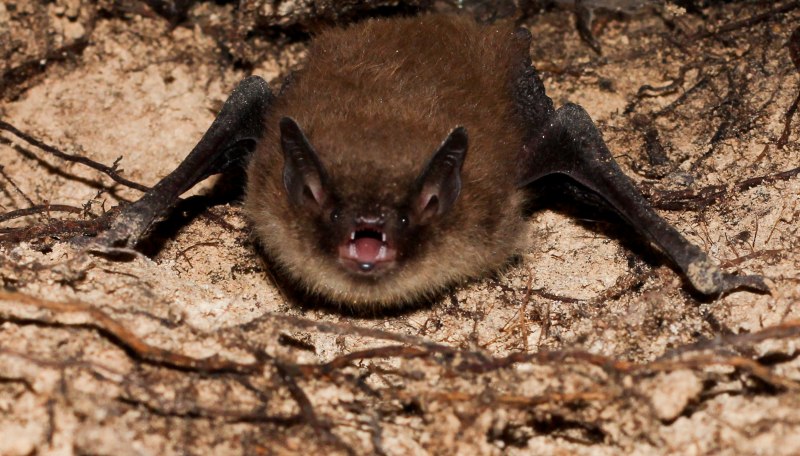 Трехцветная ночница Myotis emarginatus