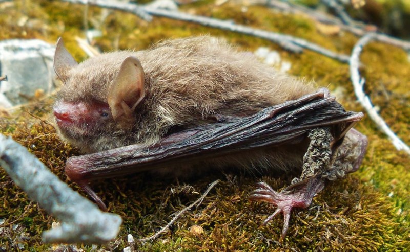 Ночница Брандта (Myotis brandtii (Eversmann, 1845))
