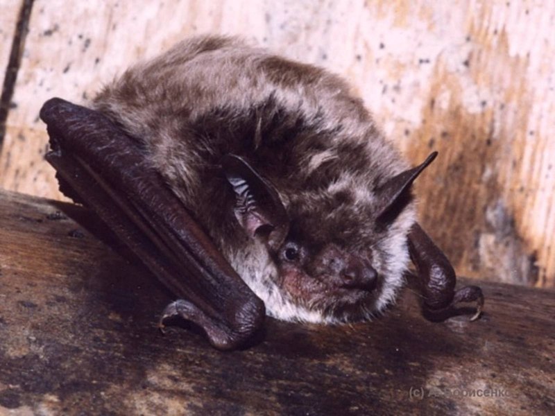 Myotis daubentoni — водяная ночница