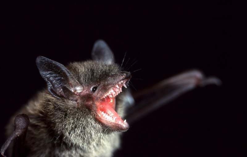 Кожанок Северный Eptesicus nilssoni