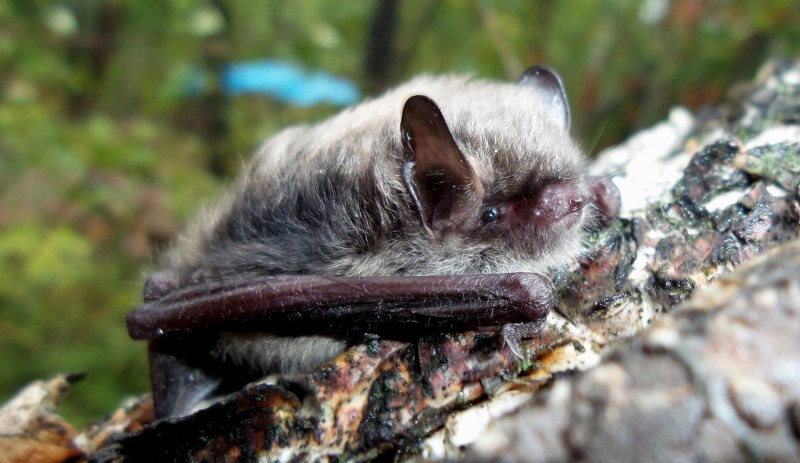Ночница Брандта Myotis brandtii