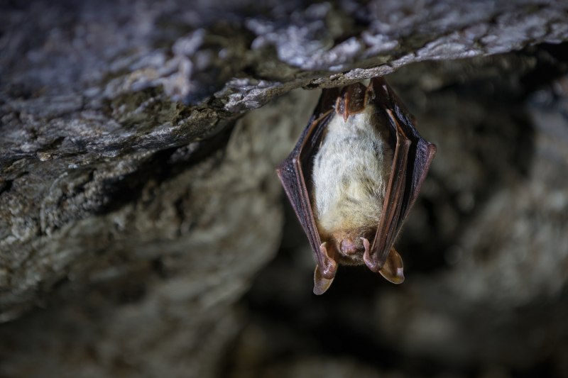 Ночница Прудовая * Myotis dasycneme