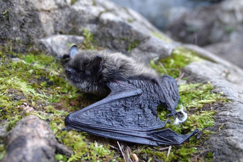 Водяная ночница Myotis daubentonii