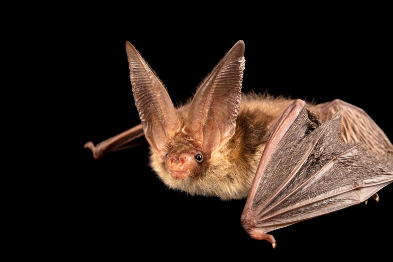 Ночница длиннохвостая – Myotis Frater