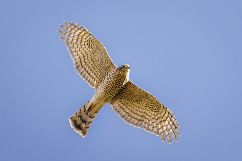 Тетеревятник (Accipiter gentilis)