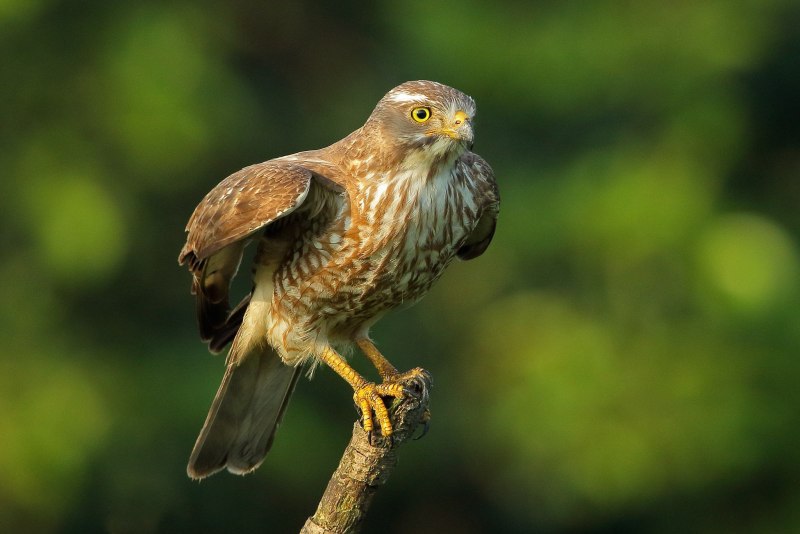 Ястреб - тетеревятник (Accipiter gentilis)