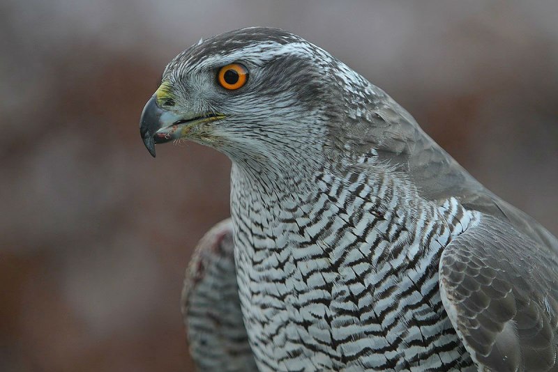 Ястреб - тетеревятник (Accipiter gentilis)